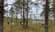 Ahlstrom, Metsä Fibre and 3M deepen their partnership - Key to responsible forest management lies in local dialogue and close collaboration with the whole value chain