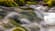 Project Water: Reducing freshwater use and impacts to biodiversity at Unterkochen paper mill, Germany 